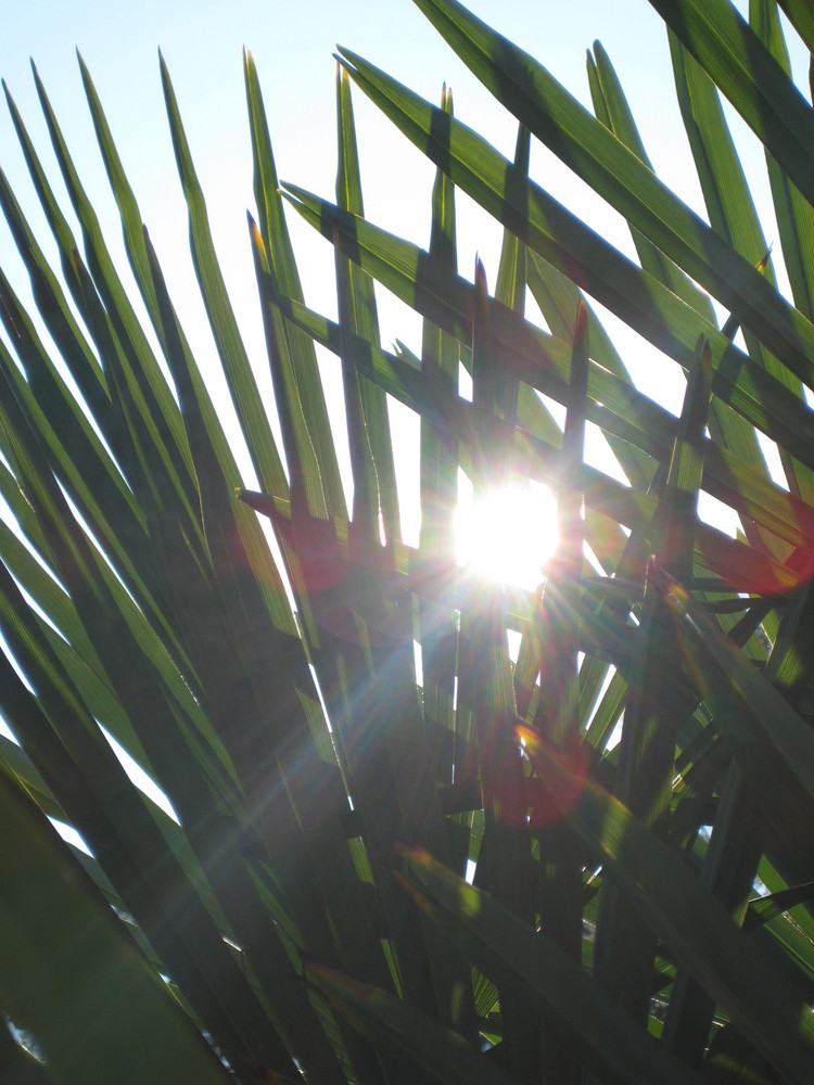 Palme in der Sonne