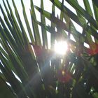 Palme in der Sonne