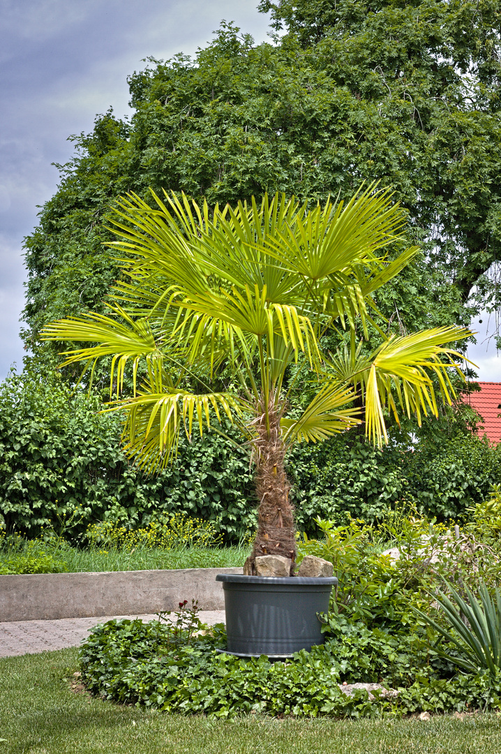 Palme in einem Vorgarten in Rheinhessen