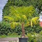Palme in einem Vorgarten in Rheinhessen