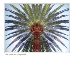 Palme in Elche... / Palmtree in Elx...