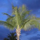 Palme in Ft Myers Beach