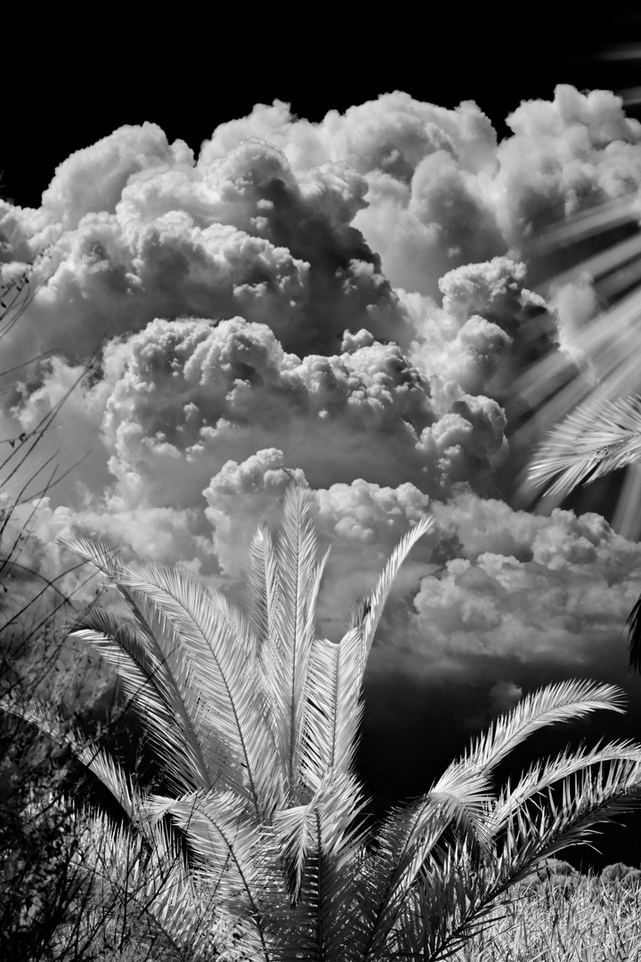 Palme in IR