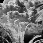 Palme in IR