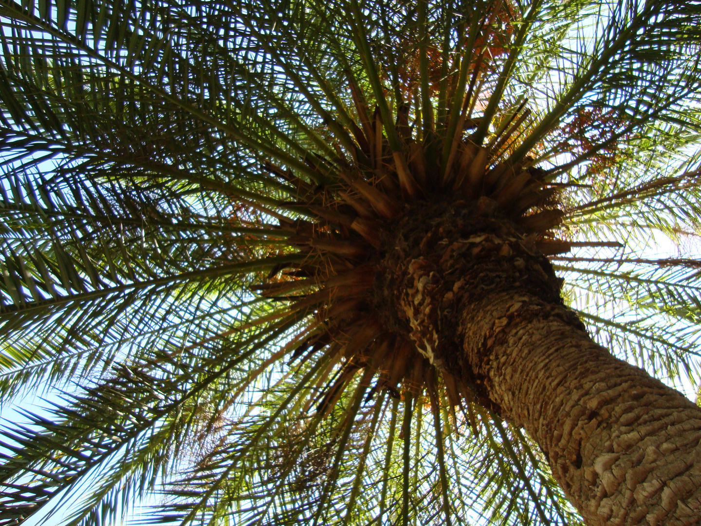 Palme in Jerusalem