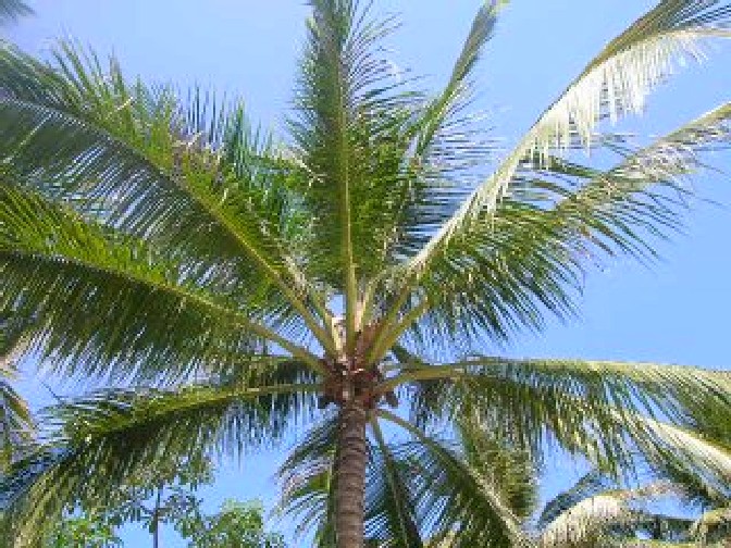 Palme in Koh Samui