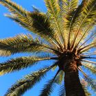 Palme in Marokko