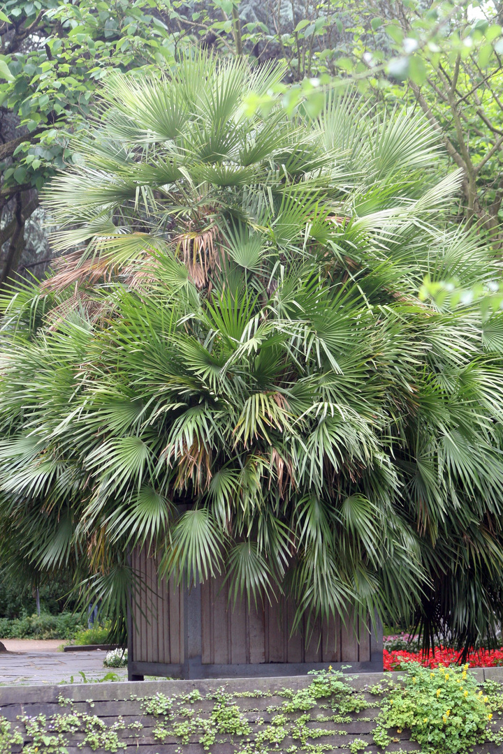 Palme in Planten un Bloomen