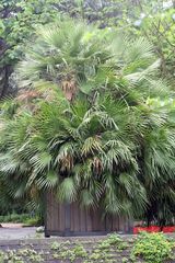 Palme in Planten un Bloomen