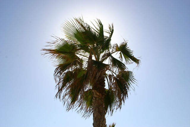 Palme in Portugal von Thomas Stange