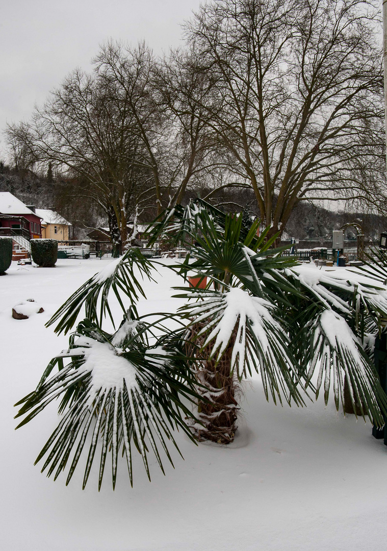 Palme in Schnee