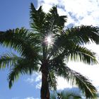 Palme in Southern Palm Beach Resort