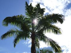 Palme in Southern Palm Beach Resort