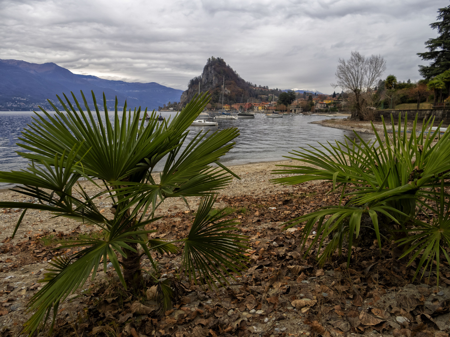 Palme lacustri