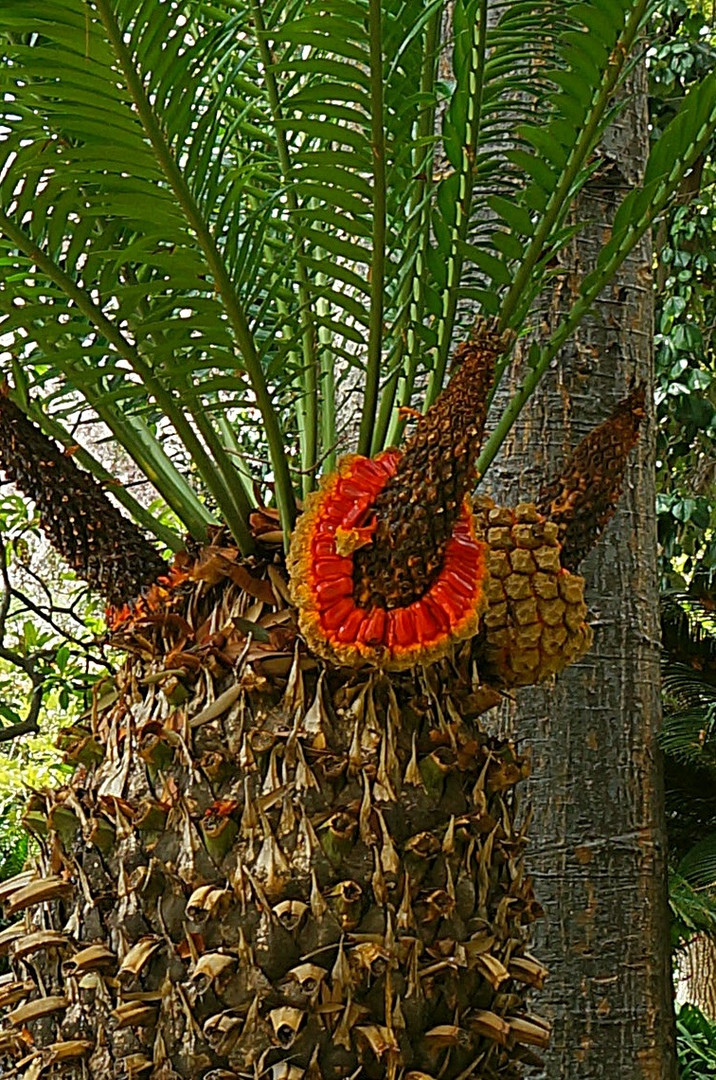 Palme mit Blüte...