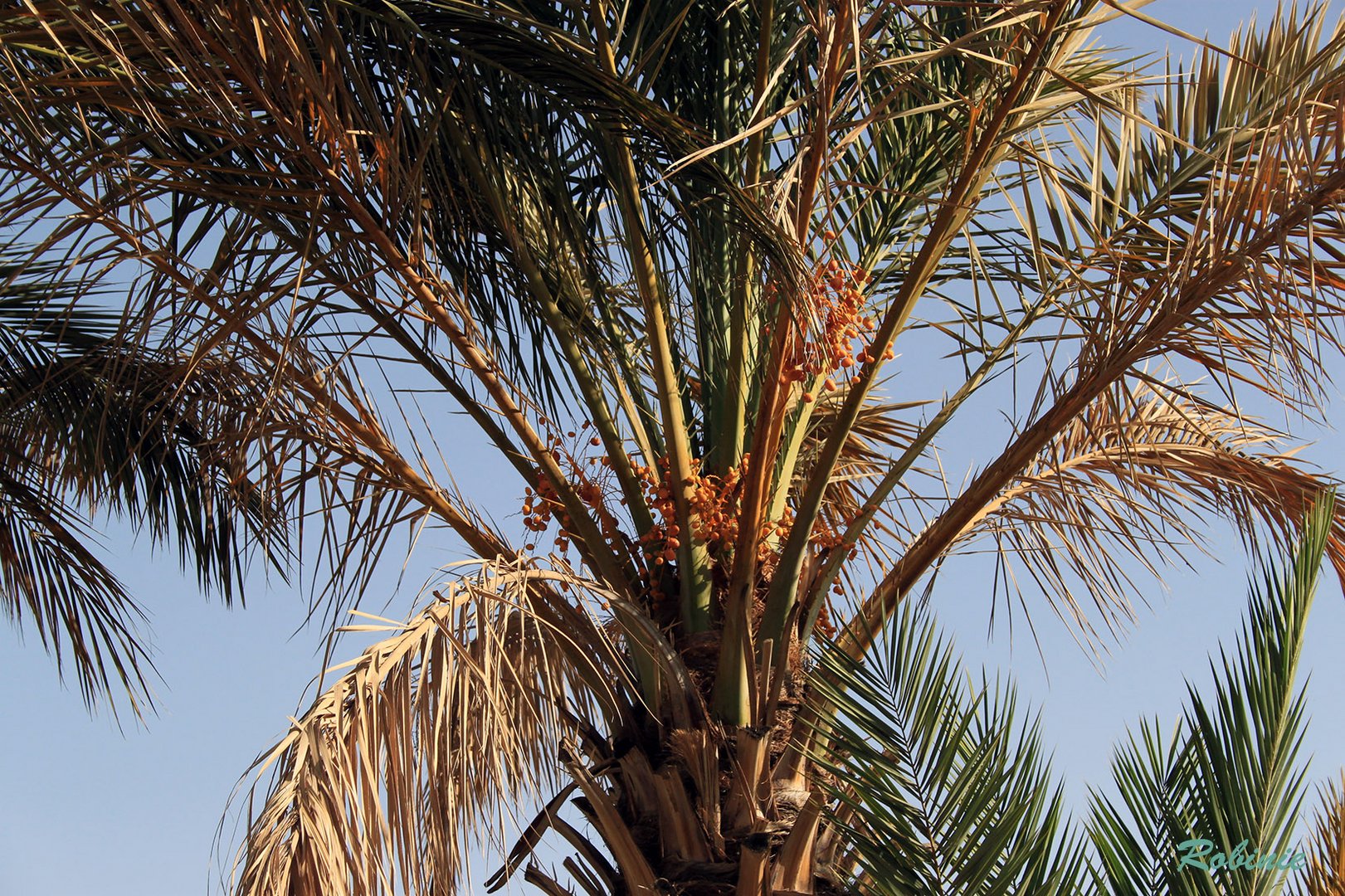 Palme mit Datteln Foto & Bild africa, morocco, north africa Bilder