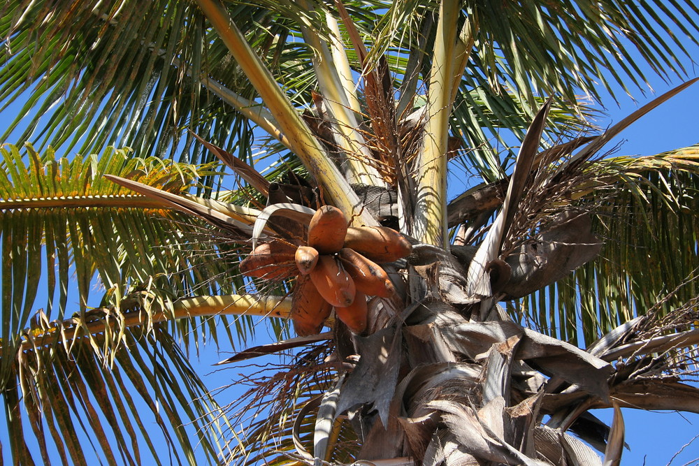 Palme mit Frucht