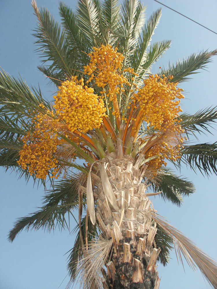 Palme mit Früchten