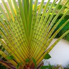 Palme mit Herz