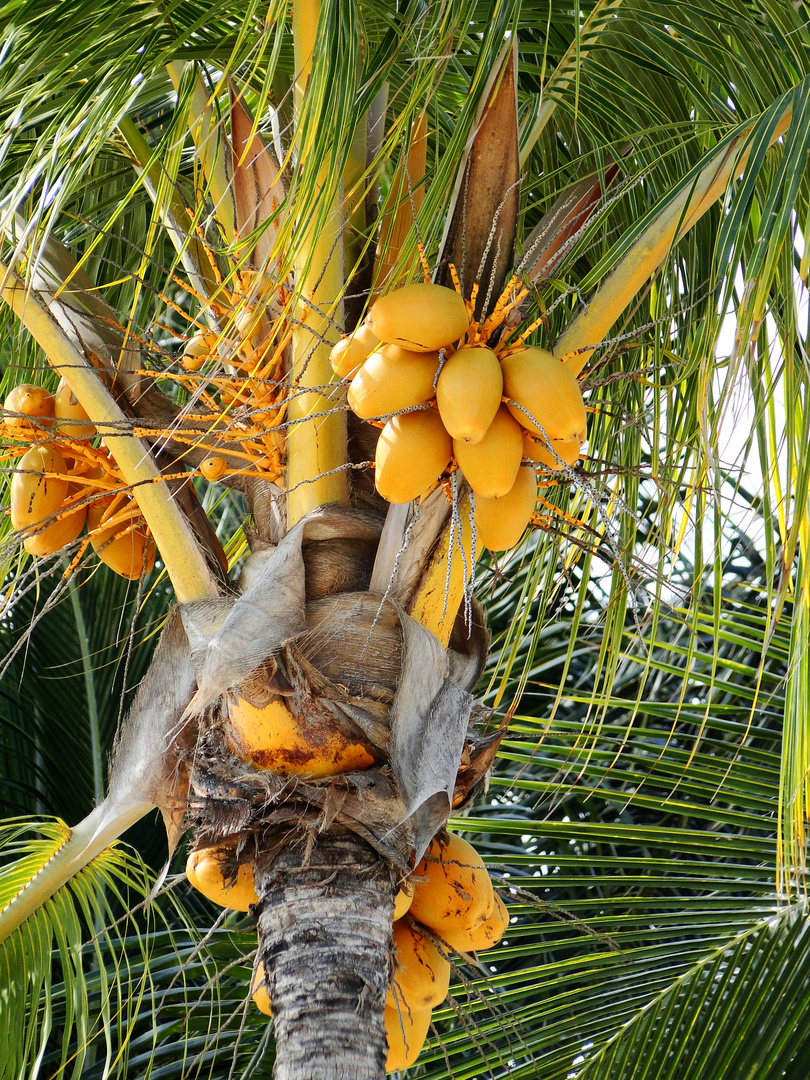 Palme mit Kokusnüssen in Mauritius