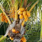 Palme mit Kokusnüssen in Mauritius