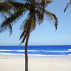 Palme mit passendem Strand