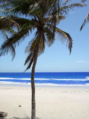Palme mit passendem Strand