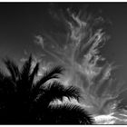 Palme mit Wolken