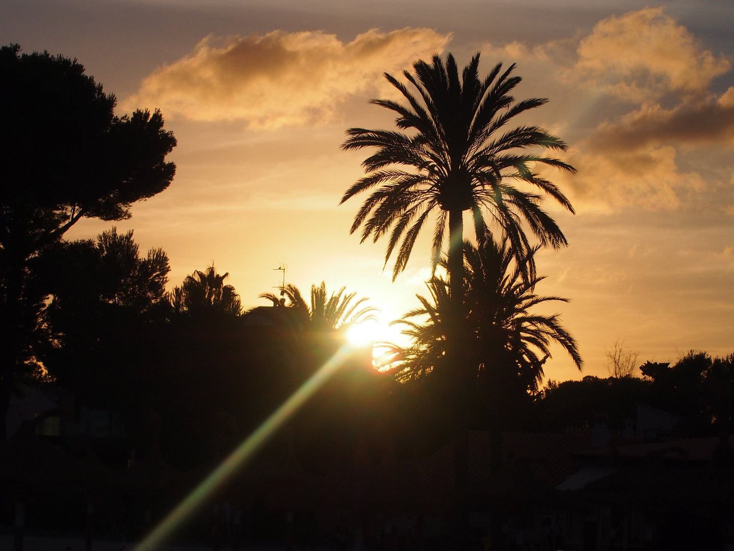 Palme, Sonnenuntergang, Gegenlicht