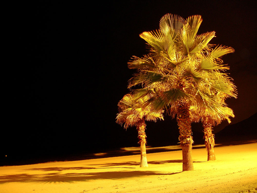 palme spagnole