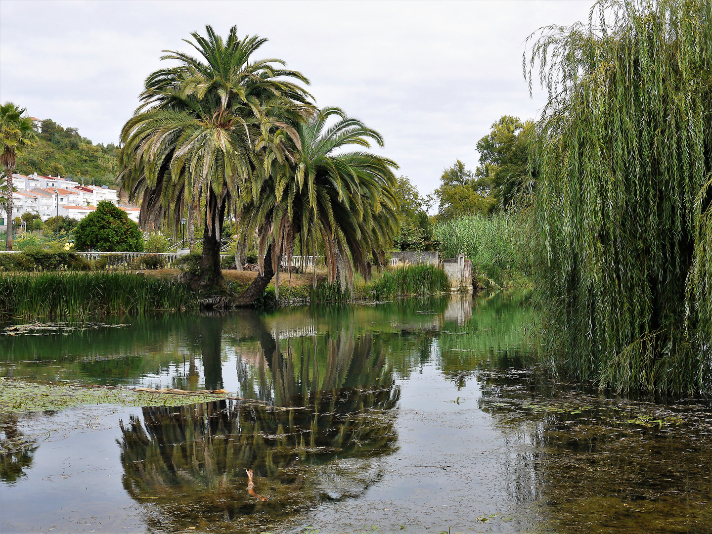 Palme trifft Trauerweide