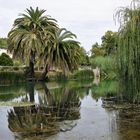 Palme trifft Trauerweide