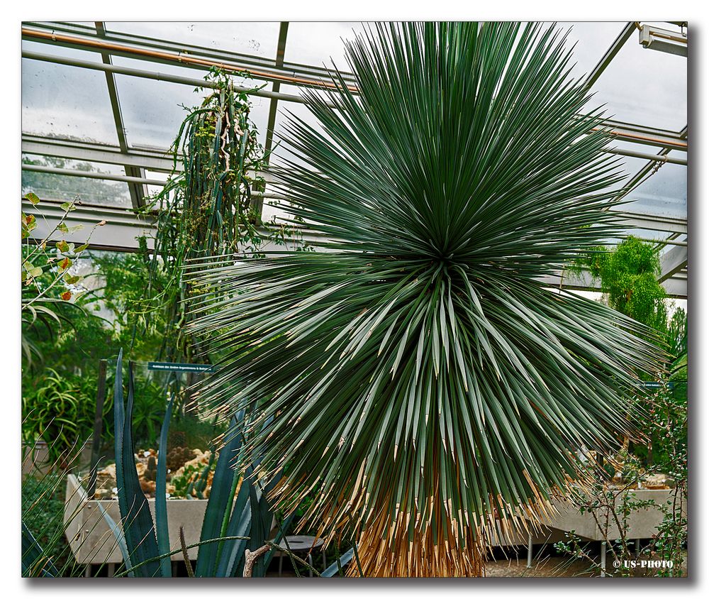 Palme - Tropenhaus Herrenhausen