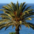 Palme und der Atlantik