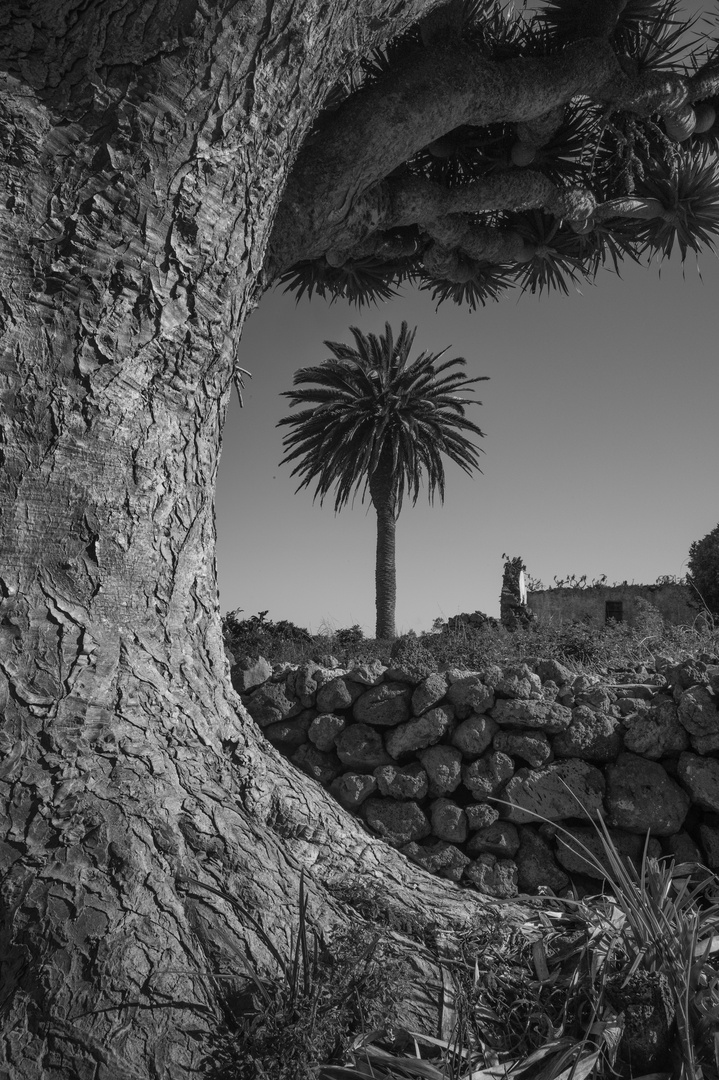 Palme und Drachenbaum