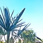 Palme und Himmel