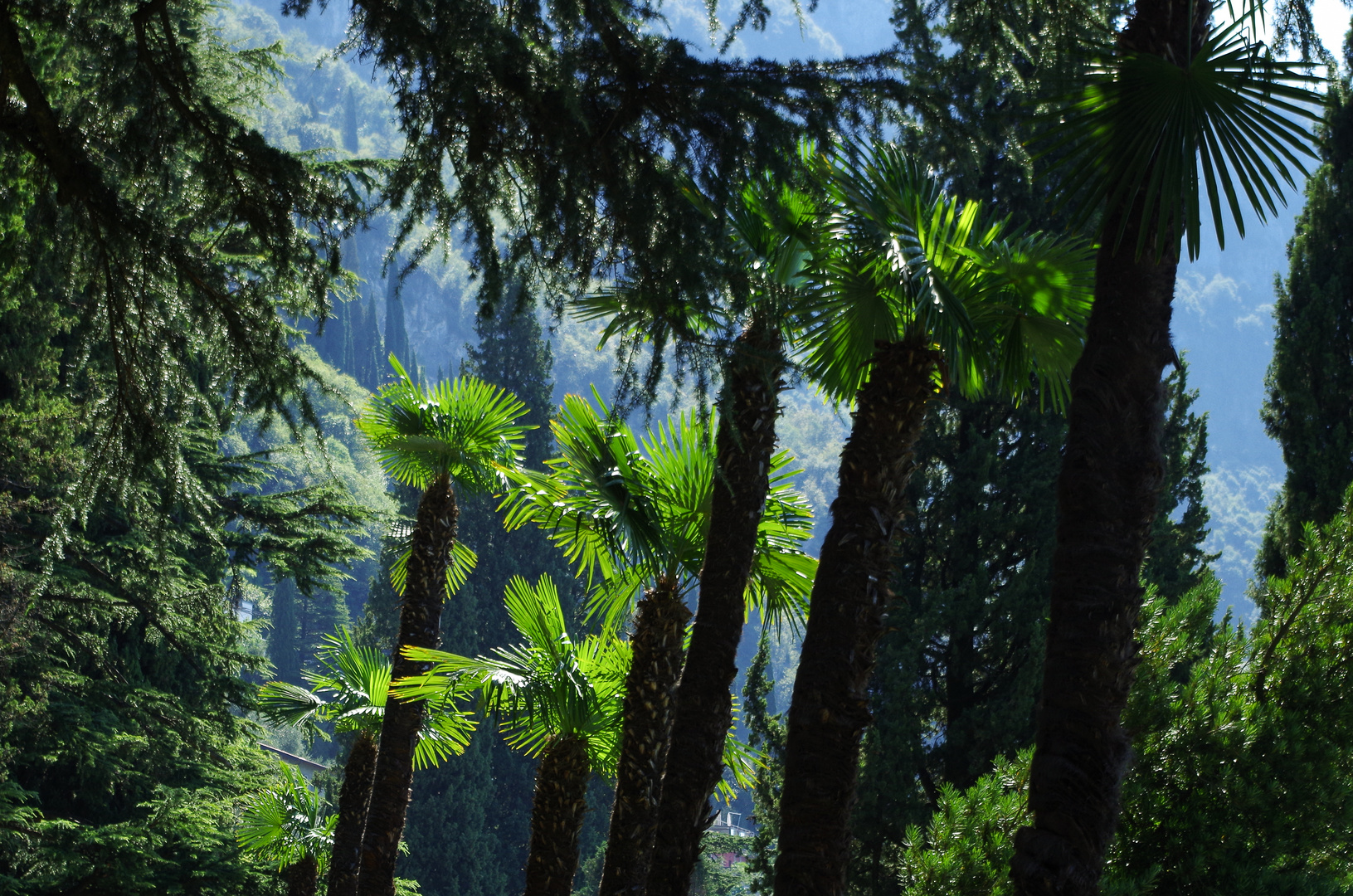 Palme und Nadelbäume