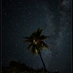 Palme unter Sternen