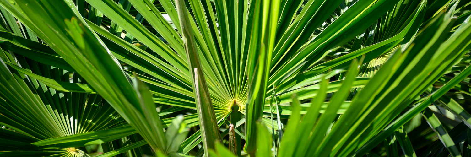 Palme_2564 (1)