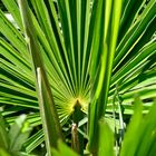 Palme_2564 (1)