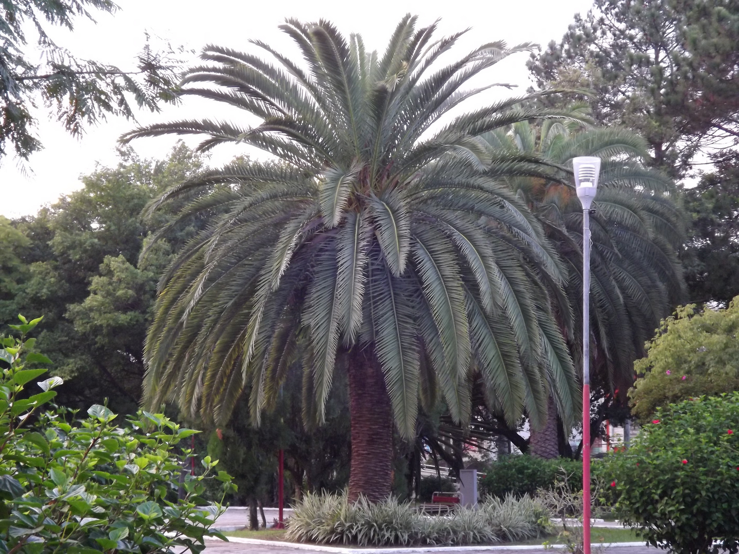 PALMEIRA DAS CANARIAS OU PHENIX CANARIENSIS