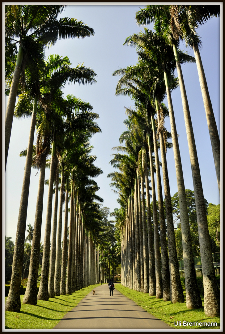 Palmen-Allee Botanical Garden Kandy