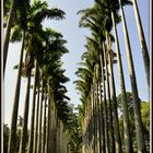 Palmen-Allee Botanical Garden Kandy