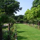 Palmen-Allee in der Kölner Flora