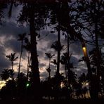 Palmen am Abend