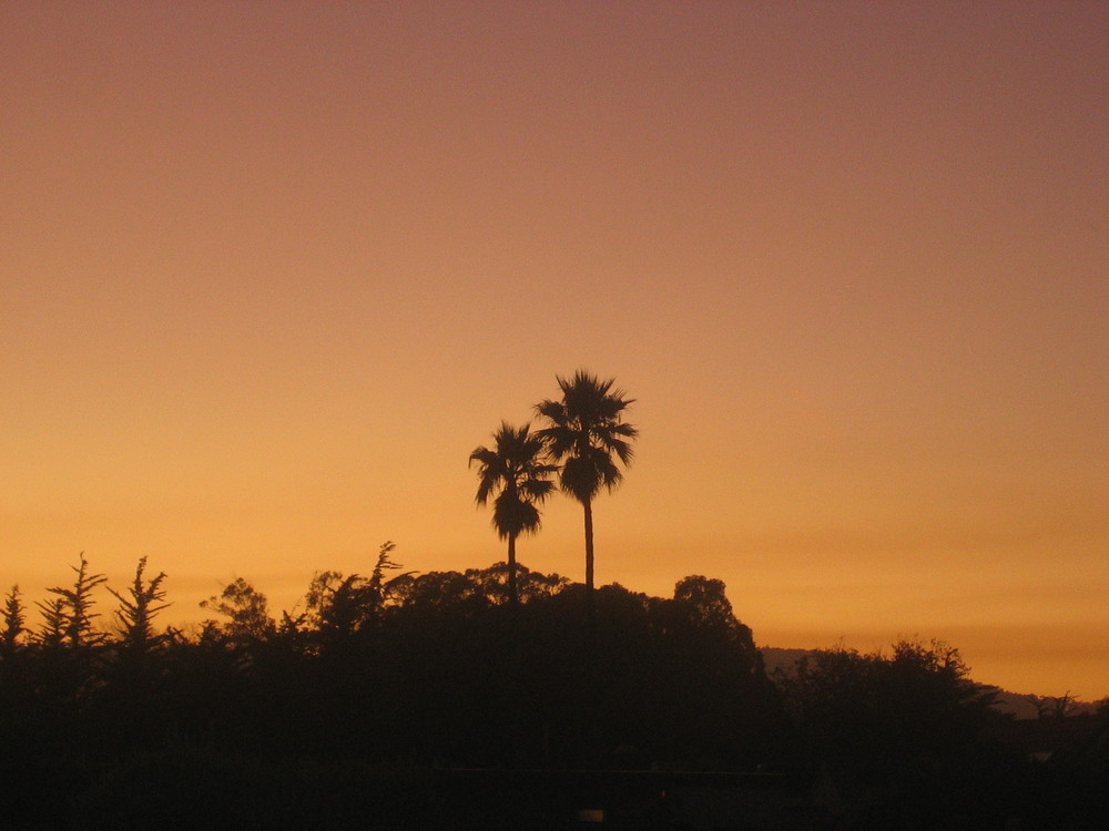 Palmen am Horizont