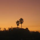 Palmen am Horizont
