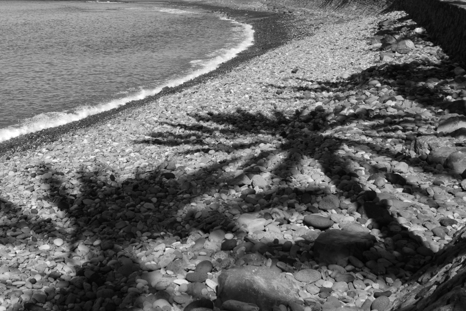 Palmen am Strand