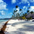 Palmen am Strand