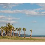 Palmen am Strand